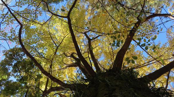 銀杏の紅葉　黄葉 銀杏,イチョウ,紅葉の写真素材