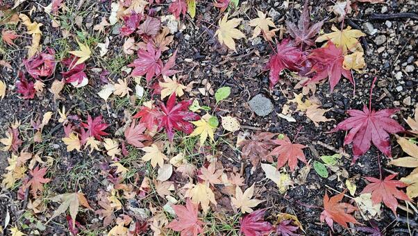 秋　落ち葉　もみじ　1 秋,落ち葉,もみじの写真素材