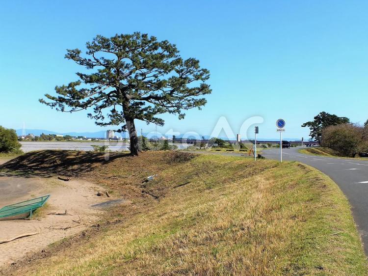 安倍川の流れを見守る1本の大きな木 川,安倍川,木の写真素材