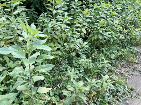 道端の雑草 道端の雑草の写真