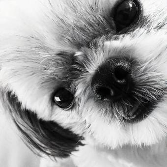愛犬です 愛犬ですの写真