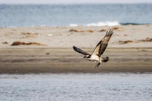 ミサゴ(35) 鳥,ミサゴ,ウオタカの写真素材