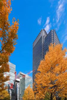 ビジネス街の銀杏並木 丸の内,銀杏,高層ビルの写真素材