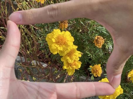 指フレームで撮ったマリーゴールドの写真