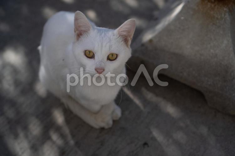 猫　白猫　動物 猫,ねこ,ネコの写真素材