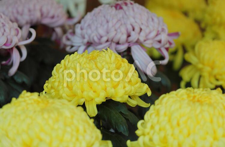 黄色と白色の菊 お花畑,花畑,フラワーアレンジメントの写真素材