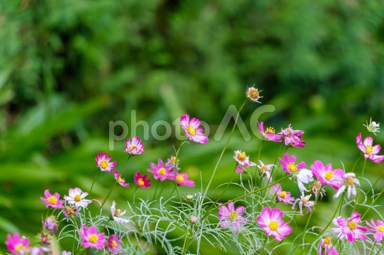 風に揺れるコスモスの花たち コスモス,ピンク,花の写真素材