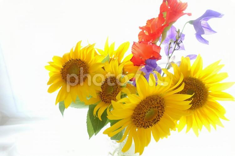 ひまわりと夏の花 ひまわり,向日葵,ヒマワリの写真素材