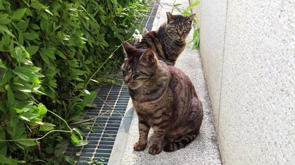 カメラ目線で寛ぐもふもふであざとい猫様達 猫,キジトラ,カメラ目線の写真素材
