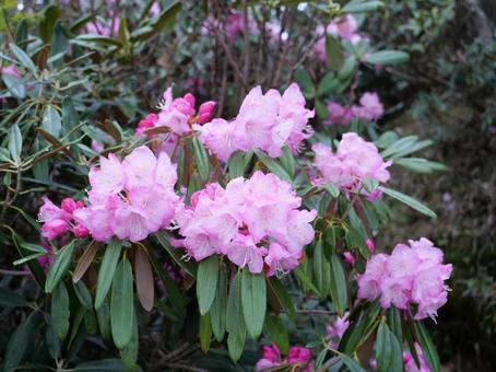 破風山のシャクナゲ 破風山のシャクナゲ 石楠花,しゃくなげ,シャクナゲの写真素材