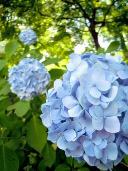 紫陽花 紫陽花の写真