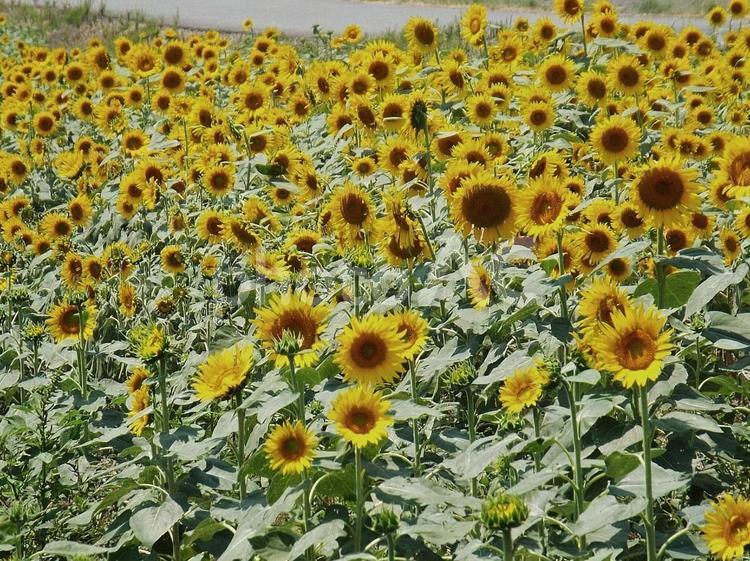 【花の写真】ひまわり畑 ヒマワリ,向日葵,植物の写真素材