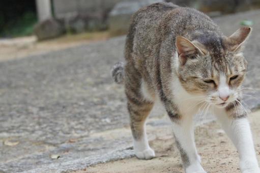 ねこ ねこ のらねこ,にゃんこ,可愛いの写真素材