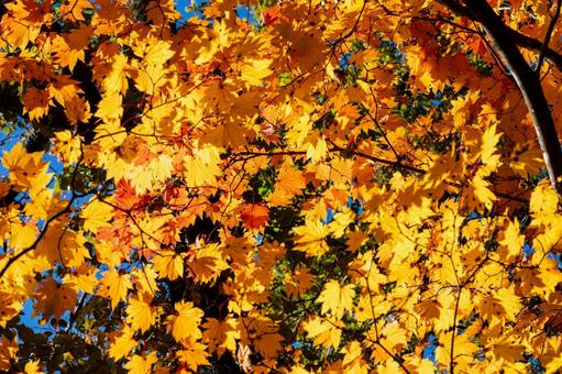 カエデの紅葉⑺ 秋,葉,カエデの写真素材