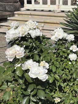 旧古河庭園のバラ 旧古河庭園のバラ バラ,薔薇,バラ園の写真素材