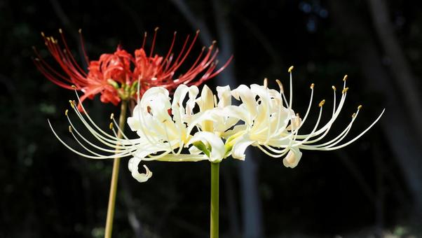 紅白の曼珠沙華 紅白の曼珠沙華の写真