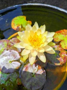 花 花の写真