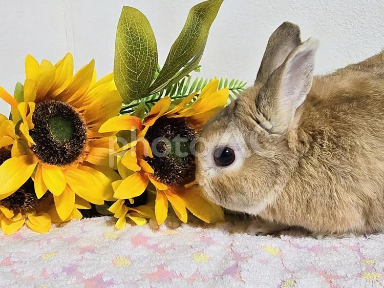 うさぎとヒマワリ ウサギ,うさぎ,草食動物の写真素材