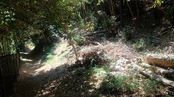 木漏れ日 木漏れ日 木漏れ日,森,森林の写真素材