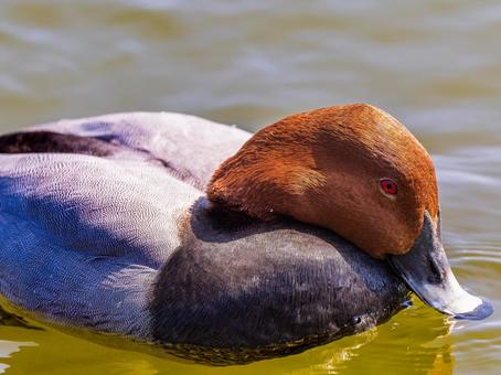 池を泳ぐホシハジロ ホシハジロ,鴨,野鳥の写真素材