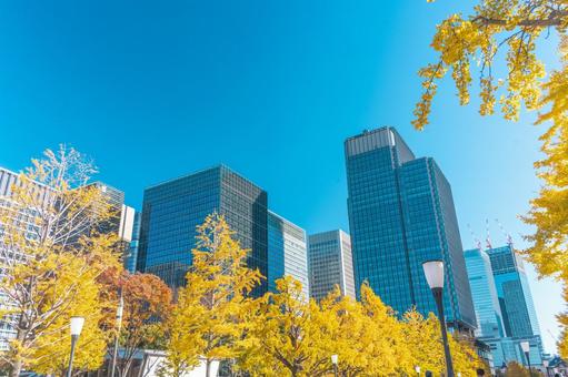 丸の内の高層ビル群とイチョウ並木 丸の内の高層ビル群とイチョウ並木 四季の写真,銀杏,銀杏並木の写真素材