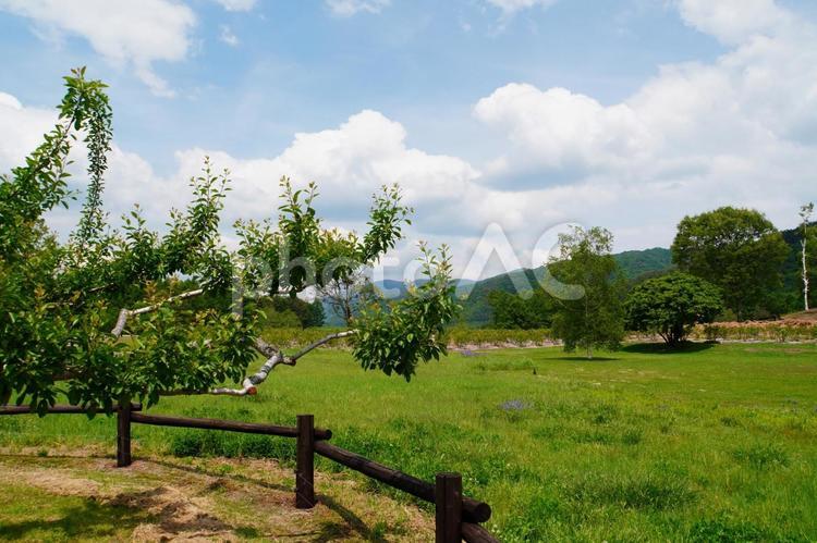 夏の牧歌的風景 高原,夏,自然の写真素材