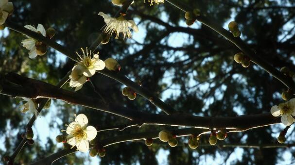 白梅花 白梅花の写真