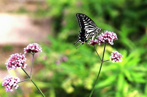 アゲハ蝶 アゲハ蝶,アゲハ,蝶の写真素材
