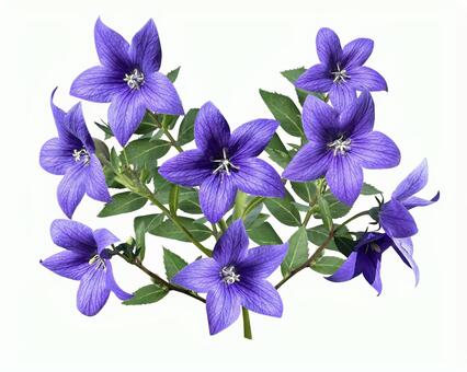 桔梗の花の切抜き（psd背景透過可） 桔梗,切り抜き,白背景の写真素材