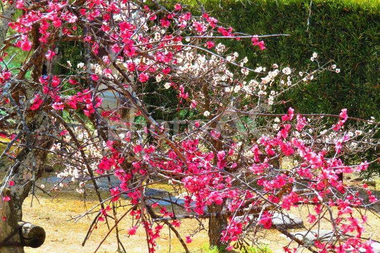 ３月上旬の公渕公園の梅の花 背景,梅,花の写真素材
