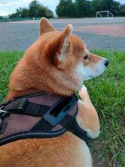 運動所をながめる柴犬! 運動所をながめる柴犬!の写真