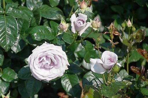 荒牧バラ園384 ブルーバリュー 荒牧バラ園384 ブルーバリューの写真