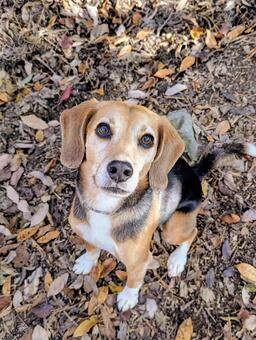 秋のお散歩 犬,ビーグル,秋の写真素材