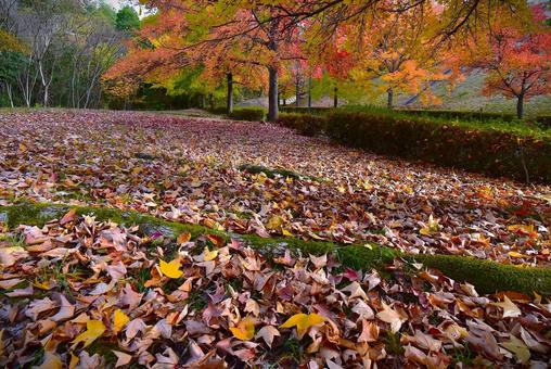 落葉の秋模様の写真
