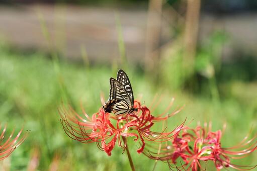 アゲハチョウと赤い彼岸花 彼岸花,アゲハチョウ,リコリスの写真素材