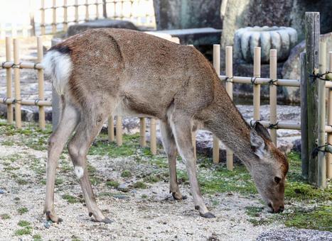 宮島の鹿 動物,鹿,シカの写真素材