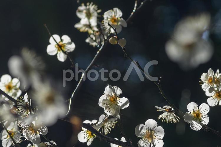 木洩れ日に照らされた梅の花 木洩れ日,白梅,うめの写真素材