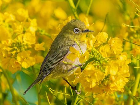 Rape blossoms and Japanese white-eye, JPG Rape blossoms and Japanese white-eye, JPG