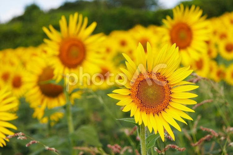 太陽の花明るい気持ちになる向日葵 ひまわり,8月,夏休みの写真素材