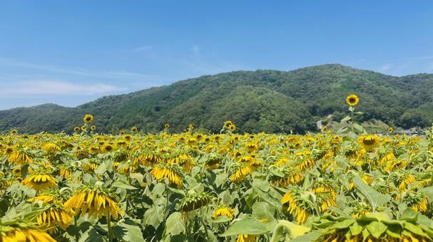 ひまわり畑 ひまわり畑 ひまわり,向日葵,背景の写真素材