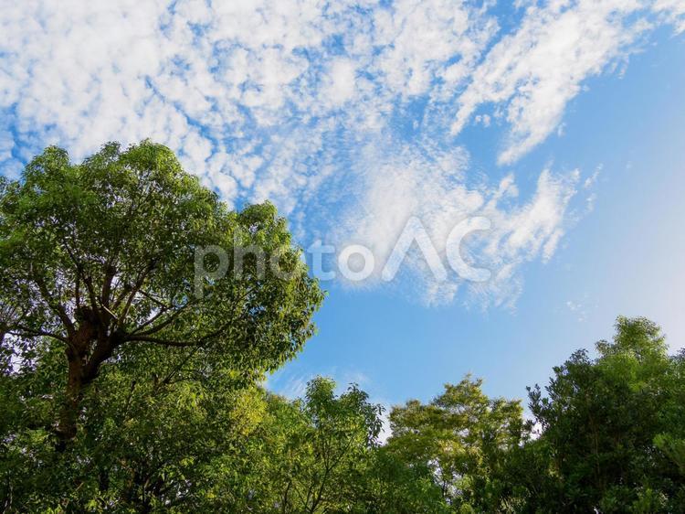 樹木と青空のイメージ 緑,葉,植物の写真素材