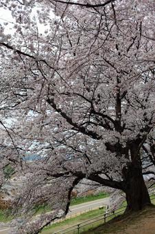 桜の木 桜の木の写真