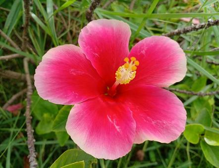 ブッソウゲ ブッソウゲ ブッソウゲ,仏桑花,扶桑花の写真素材