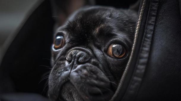 バッグから顔出す黒いフレンチブルドッグの写真