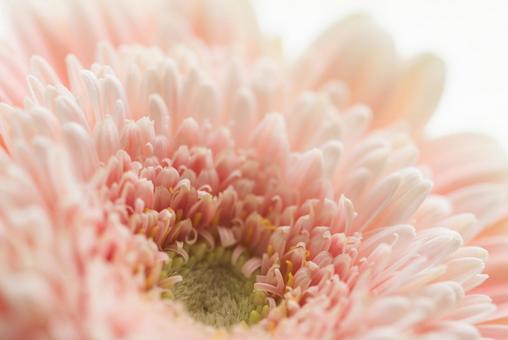 Gerbera flower, JPG