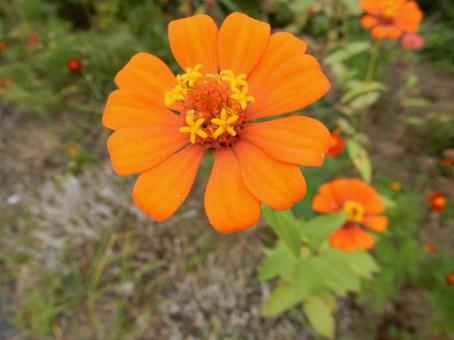 【花の写真】 ヒャクニチソウ(百日草) 【花の写真】 ヒャクニチソウ(百日草)の写真