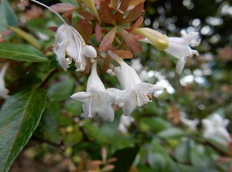 【花の写真】ハナゾノツクバネウツギ 【花の写真】ハナゾノツクバネウツギの写真