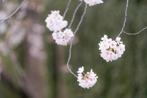クローズアップされた桜の花 クローズアップされた桜の花 桜,春,サクラの写真素材