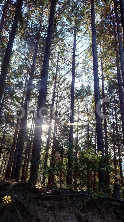 木漏れ日 自然,風景,初秋の写真素材