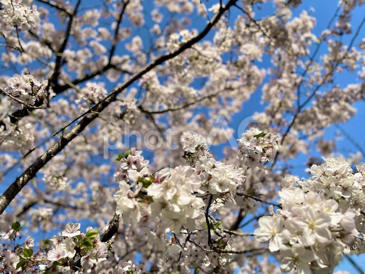 桜　青空　美しい　満開　春 桜,青空,美しいの写真素材